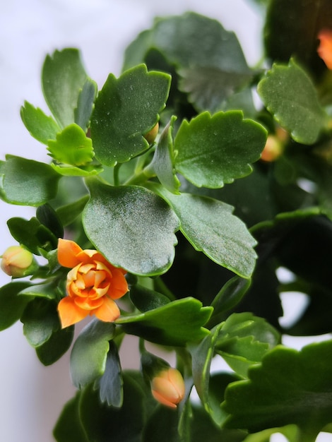 Zdjęcie pomarańczowy kwiat kalanchoe zielone liście piękne zdjęcia