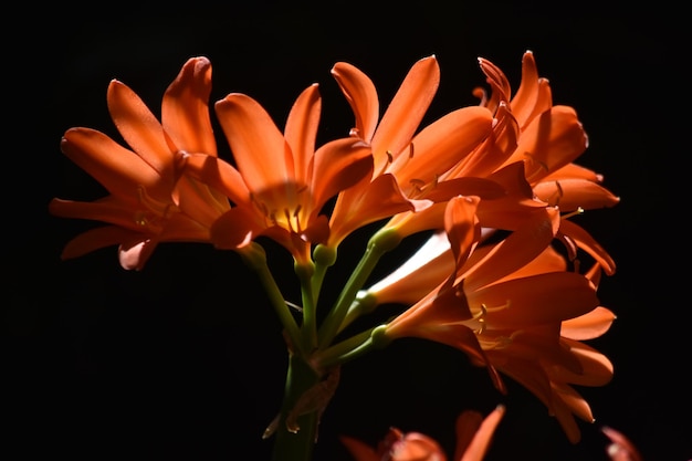 Pomarańczowy kwiat kliwia szeroko ujęty w skupionym oświetleniu