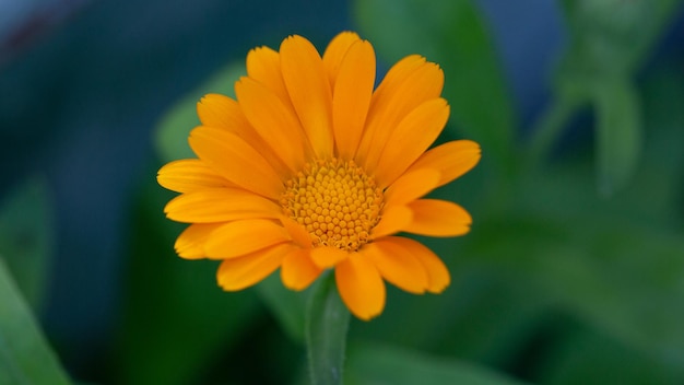 Pomarańczowy kwiat nagietka aptecznego na naturalnym zielonym tle
