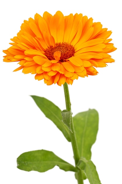 Pomarańczowy kwiat nagietka odizolowywający na białym tle