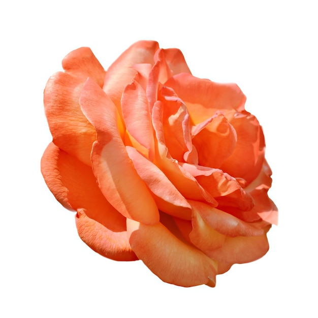 Pomarańczowy kwiat róży na białym tle
