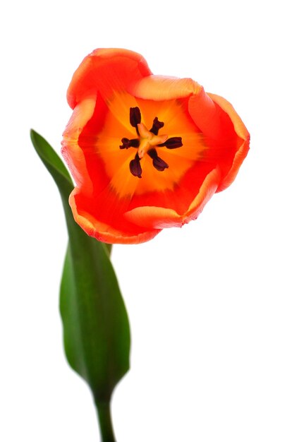Pomarańczowy kwiat tulipanów odizolowany na białym tle, martwa natura, ślub, płaski widok z góry