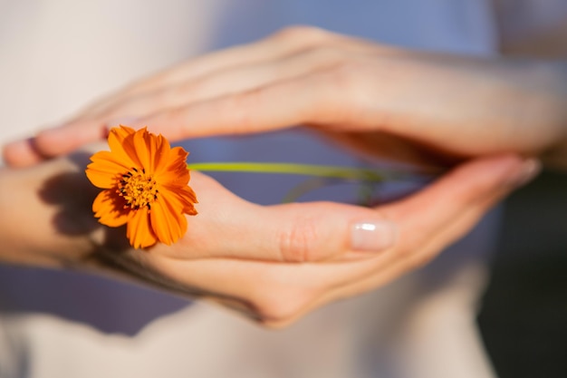 Zdjęcie pomarańczowy kwiat w rękach kobiety ochrony osoby
