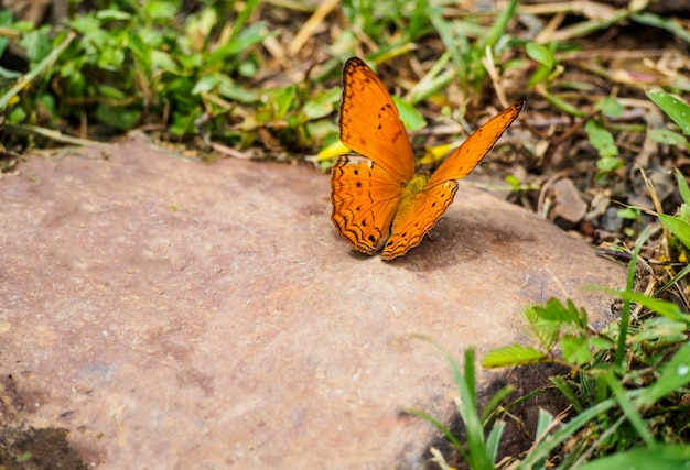 Pomarańczowy motyl na brązu kamieniu z zieloną trawą