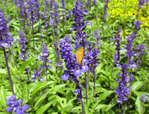 Pomarańczowy motyl na purpurach kwitnie w lawendy polu