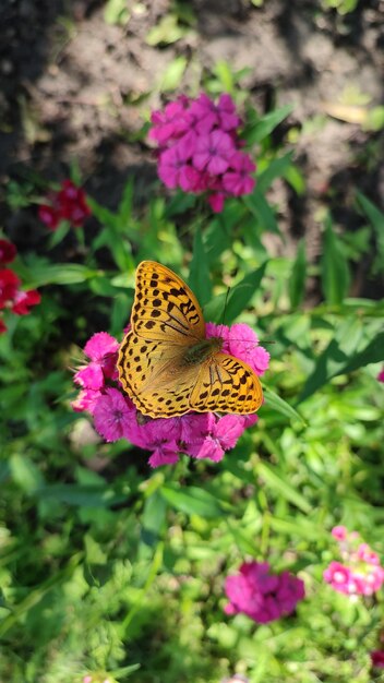 Pomarańczowy Motyl Na Różowym Kwiecie