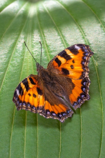 Pomarańczowy motyl na zielonym liściu