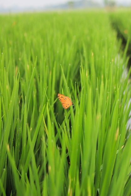 Pomarańczowy motyl siedzący na ryżowej roślinie