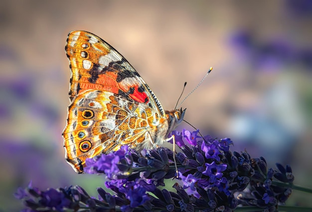 Pomarańczowy motyl z odcieniami siada na kwiatach lawendy Zbliżenie