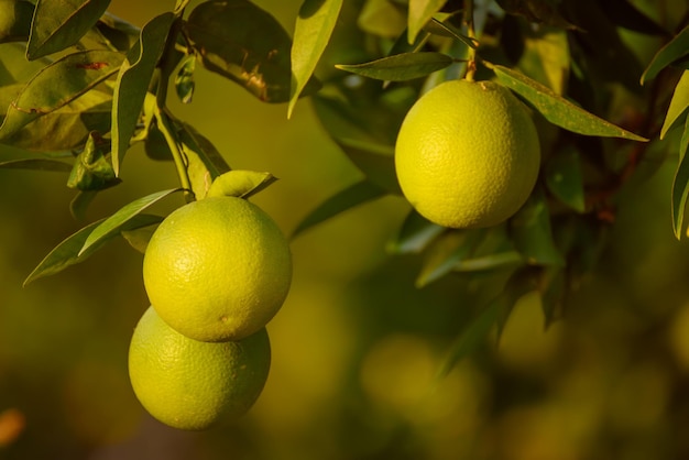 Pomarańczowy ogród z dojrzewającymi pomarańczowymi owocami na drzewach z zielonymi liśćmi, naturalnym i spożywczym tłem