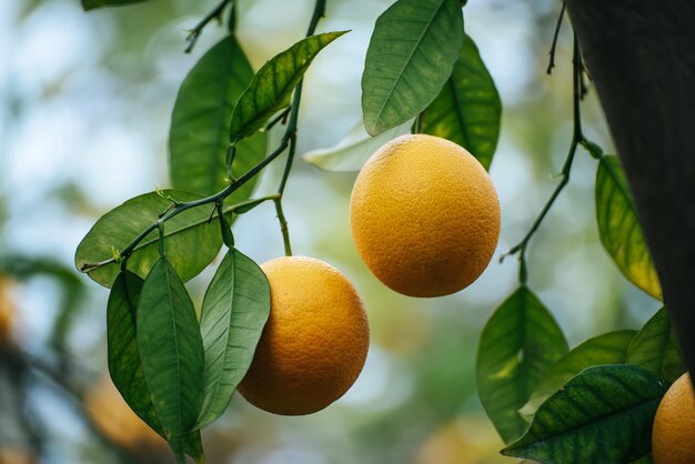 Pomarańczowy ogród z owocami