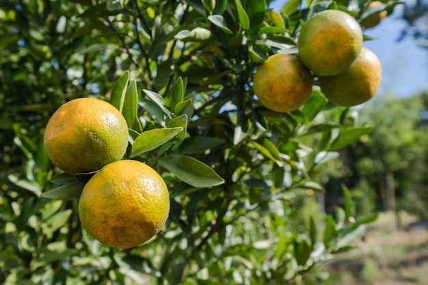 Pomarańczowy plantacja ogród, Dojrzały pomarańczowy obwieszenie na drzewie