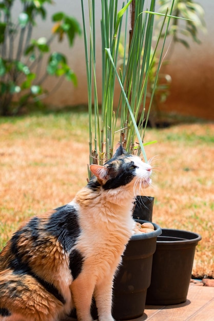 Pomarańczowy trójkolorowy kot na zielonej trawie domowego ogrodu w pobliżu roślin i doniczek Stray Cat at garden