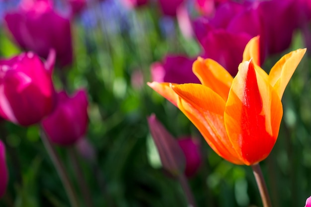 Pomarańczowy tulipan w przyrodzie na wiosnę