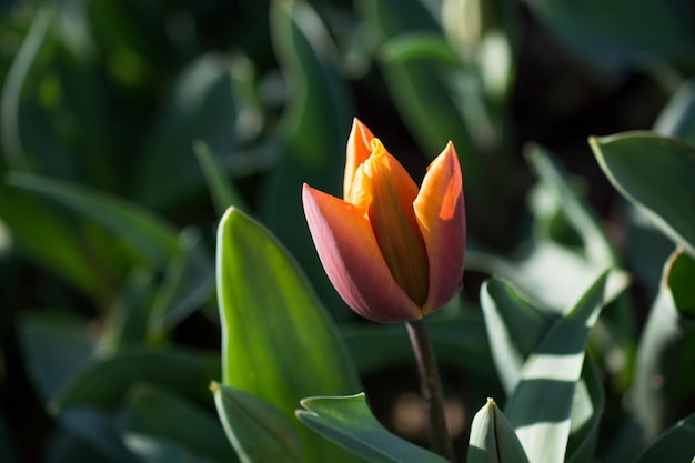 Pomarańczowy tulipan w przyrodzie na wiosnę