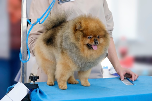 Pomeranian czerwony na stole do pielęgnacji obok grzebienia.