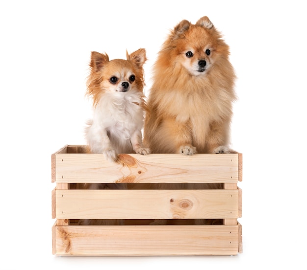 pomeranian i chihuahua w studio