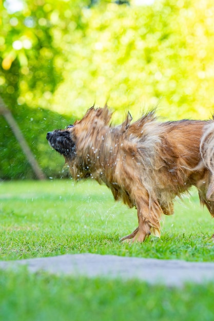 Zdjęcie pomeranian otrząsa się z futra z wody