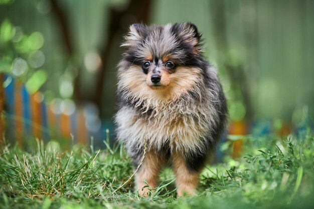 Zdjęcie pomeranian spitz szczeniak w ogrodzie uroczy pomeranian pies na spacer szczeniak czarny szary i brązowy kolor