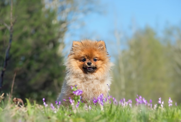 Pomeranian spitz w przyrodzie