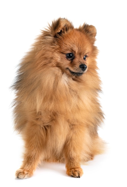 Pomeranian W Studio