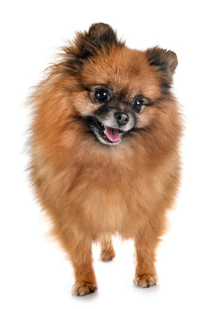 pomeranian w studio