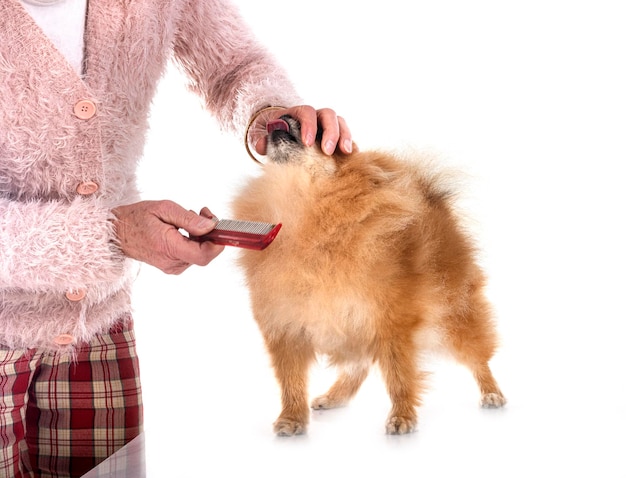 pomeranian w studio