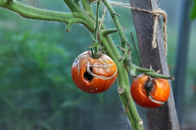 Pomidor na gałęzi dotknięty zarazą ziemniaka lub phytophthora Choroby roślin psiankowatych