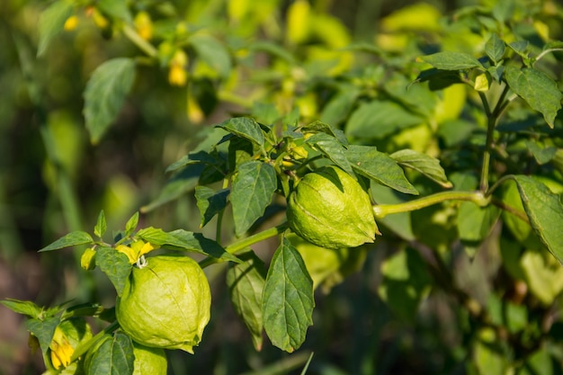 Pomidor zwyczajny (Physalis philadelphica) lub meksykański pomidor łuskany. Rodzina Solanaceae