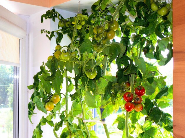 Pomidory dojrzewają w domu na parapecie