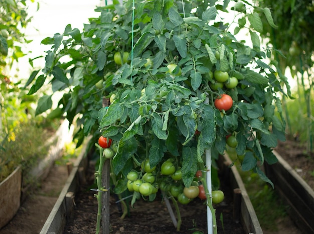 Pomidory dojrzewają w szklarni na wsi