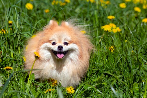 Pomorskie pomorskie uśmiechy w polu dandelions