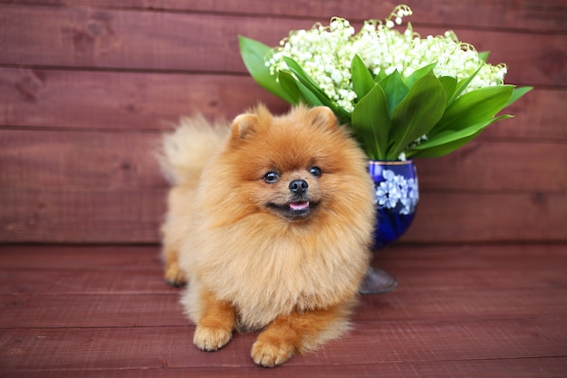 Pomorzanka pies na drewnianym tle. Piękny pies w pomieszczeniu. Szczęśliwy pies. Pies z kwiatami