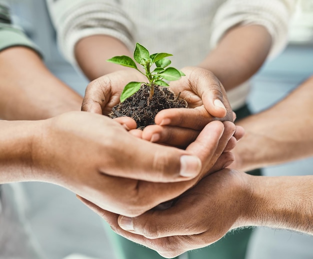 Pomóż i dobrze rosnąć razem Przycięte zdjęcie grupy ludzi trzymających roślinę wyrastającą z ziemi