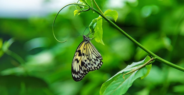 Pomysł na żółty motyl na liściu Idea leuconoe