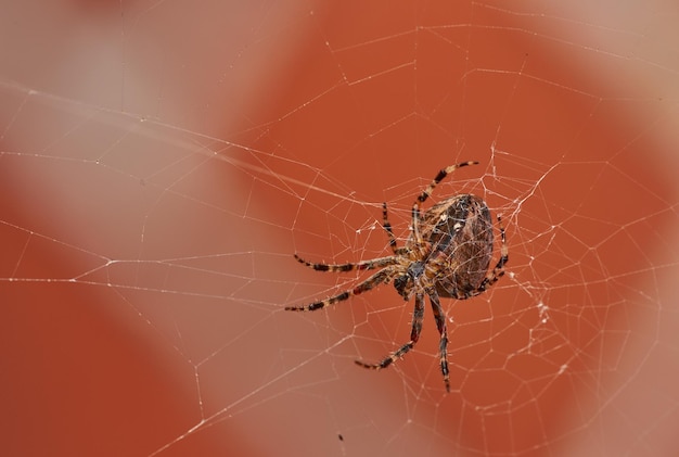 Poniżej widok pająka tkacza kuli orzecha włoskiego w sieci izolowanej na tle rozmazanego czerwonego ceglanego muru Zbliżenie pasiasty brązowy pajęczak