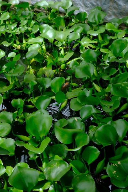 Pontederia crassipes, powszechnie znana jako hiacynt wodny, jest rośliną wodną.