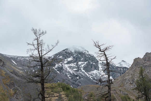 Ponura sceneria z dwiema sylwetkami suchych drzew na tle omszałych wzgórz z lasem i zaśnieżonym szczytem góry w niskich chmurach Dramatyczny krajobraz ze śnieżnym szczytem górskim pod zachmurzonym niebem przy ponurej pogodzie