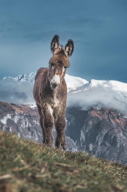 Zdjęcie pony z śnieżnymi górami na tle