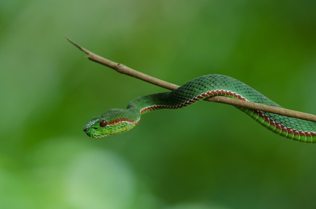 Pope's Green Pitviper Snake