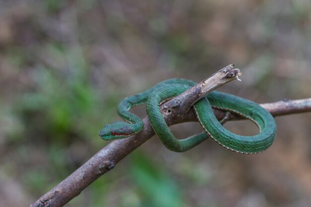 Pope&#39;s Green Pitviper snake