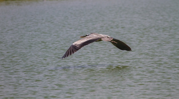 Popielata Czapla Lata Nad Jeziorem, Ardea Cinerea