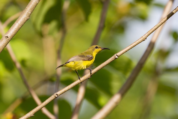 Popierający sunbird, Bellied sunbird na drzewie