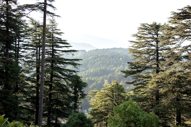 Popularna indyjska stacja na wzgórzu - Patnitop, jammu