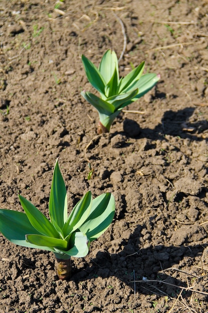 Por piaskowy (Allium scorodoprasum) lub rocambole i koreański czosnek marynowany to eurazjatycki gatunek dzikiej cebuli