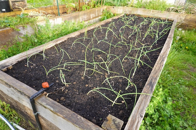 Poradnik uprawy cebuli jak uprawiać Cebulę na podniesionych rabatach Cebula rosnąca w przydomowym warzywniku