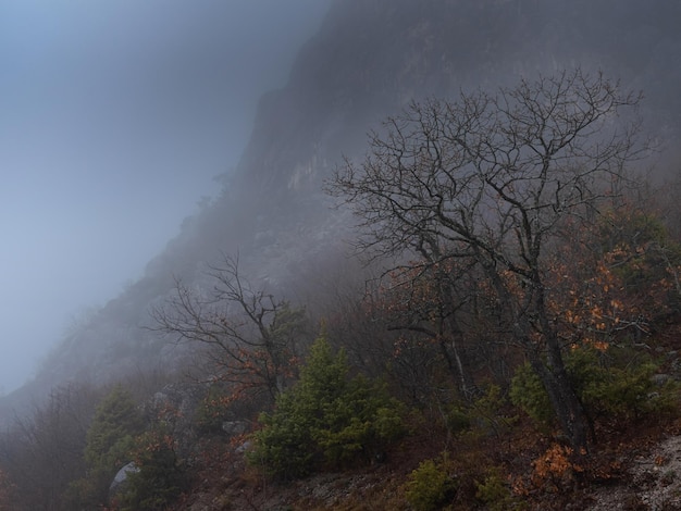 Poranna jesienna droga leśna we mgle