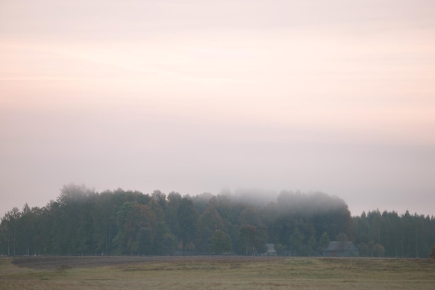 Poranna mgła i las na wsi Cudowna atmosfera w mglisty poranek na wsi