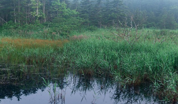 Poranne Mgliste Naturalne Bagno Krajobrazowe Z Turzycą W Lesie