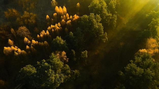Poranne promienie słońca przebijają się przez drzewa w mglistym lesie i tworzą cudowny efekt złotego
